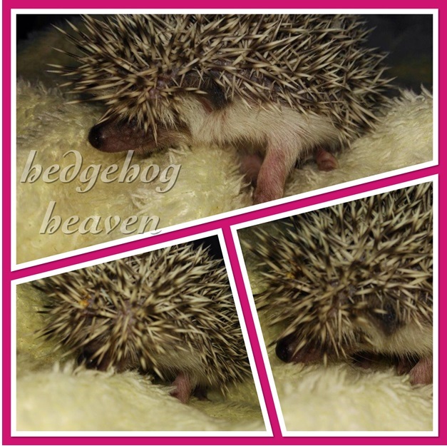 baby-salt-&-pepper-female